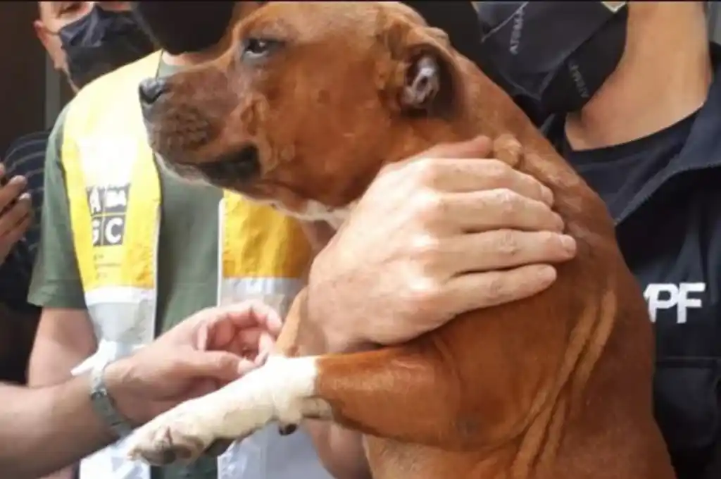 Rescataron a 11 perros encerrados en jaulas en un criadero ilegal