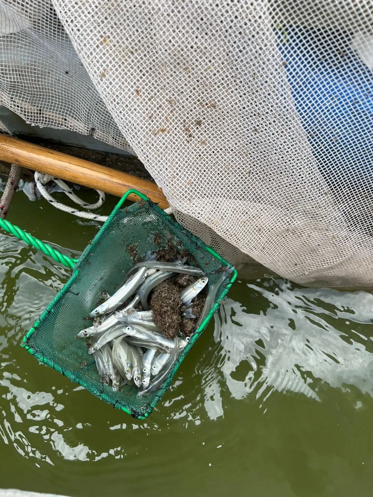 pesca