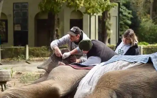 Preocupación por Pelusa, la elefanta del zoológico de La Plata