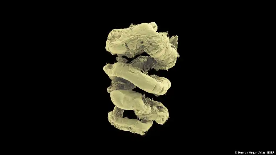 La herramienta ofrece una visión desde cerebros y pulmones hasta riñones o hígados completos, con la capacidad de observar sus células individuales a nivel local.