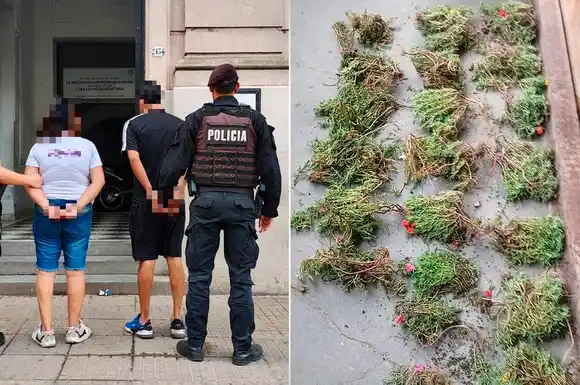 ¡Insólito! Querían decorar su patio y robaron los plantines de un cantero público de Santa Fe