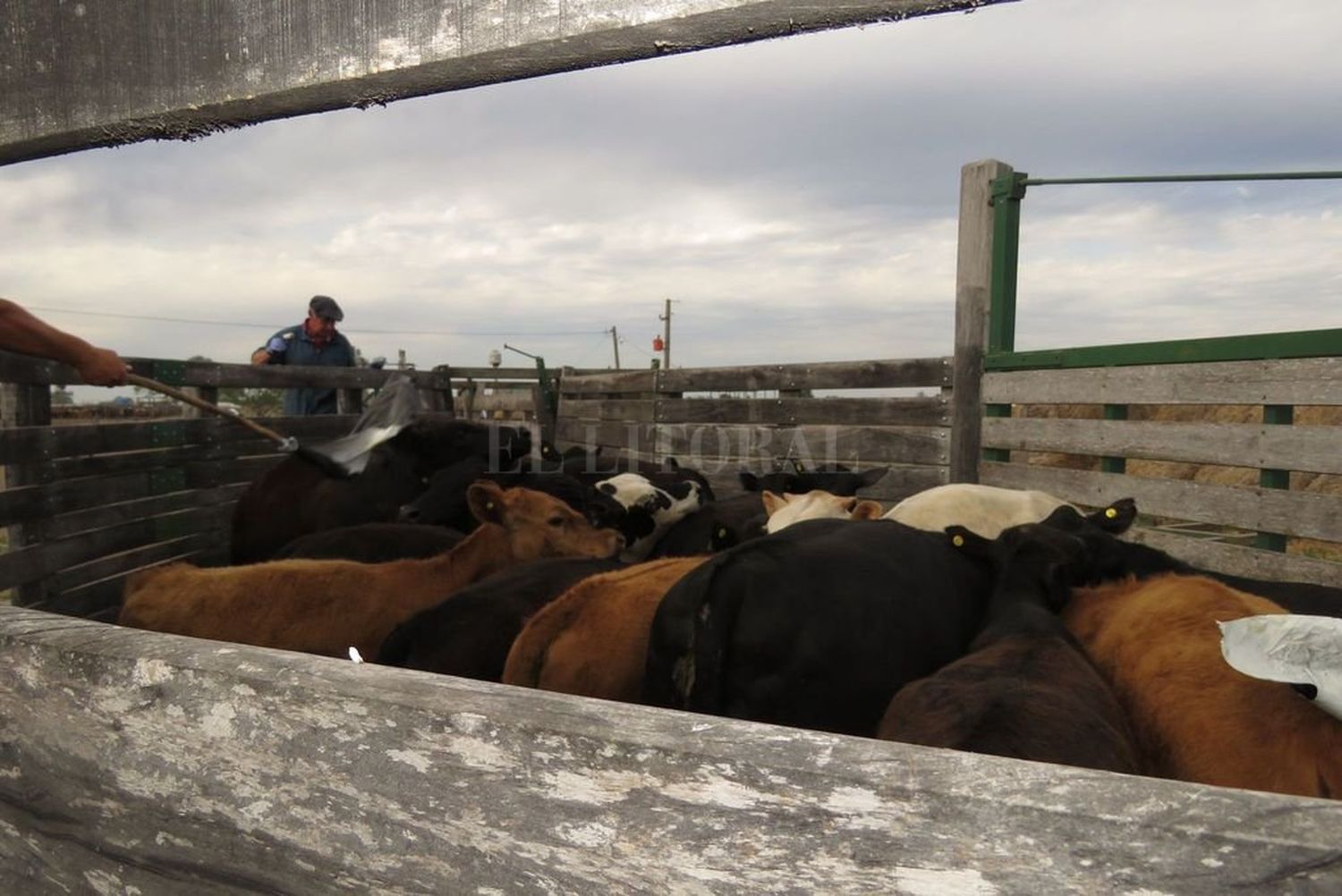 La faena vacuna en enero fue la más baja en 42 años