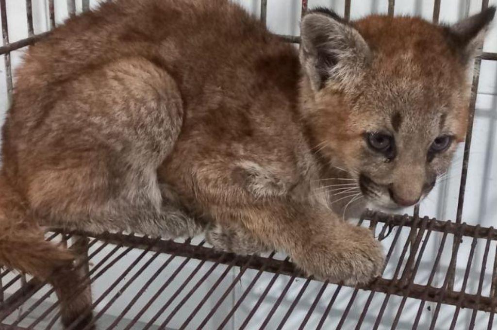 Rescataron a un cachorro de puma sobre un camino rural santafesino