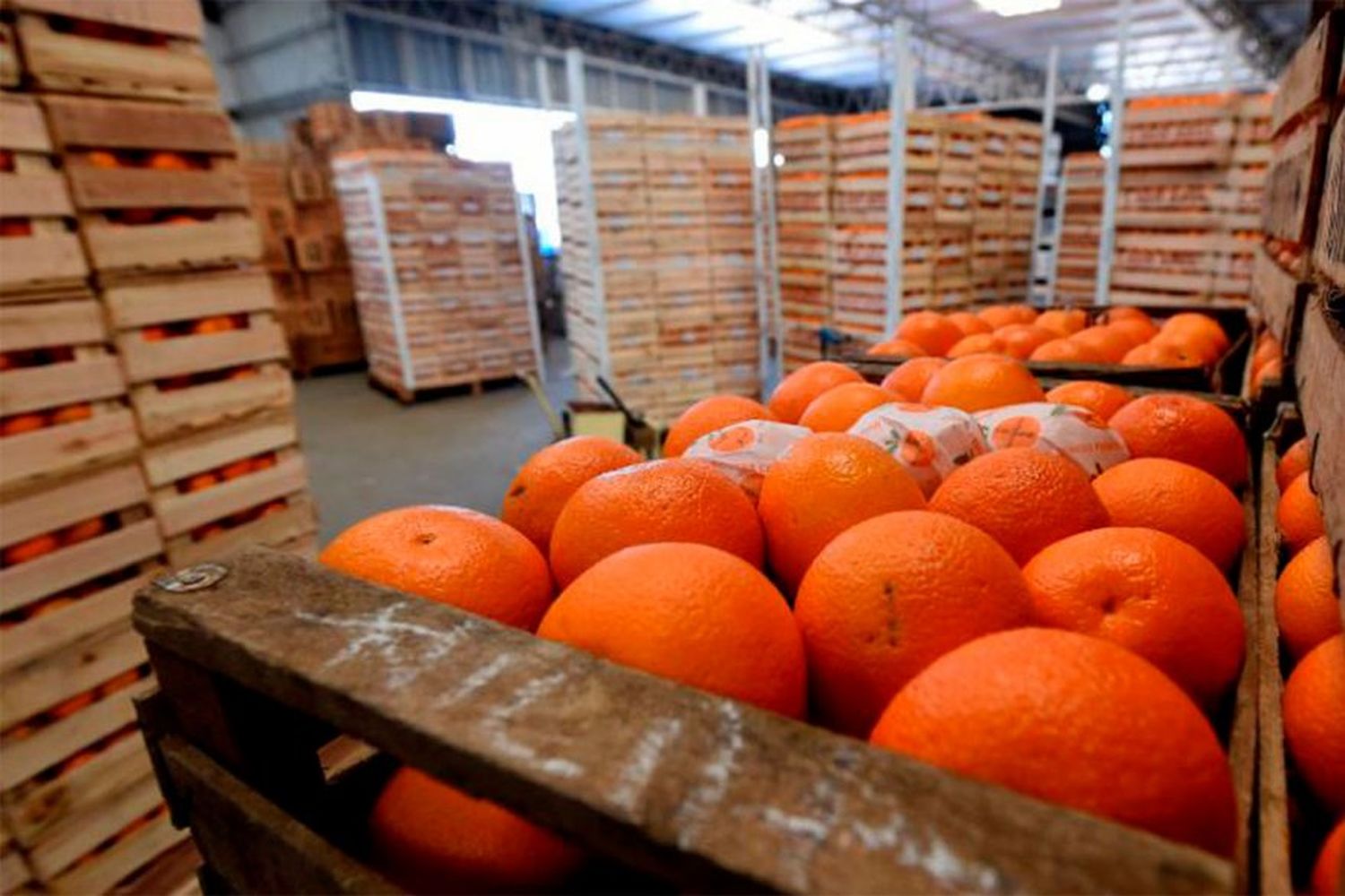 Exportación de jugo de naranja es la más alta en 11 años