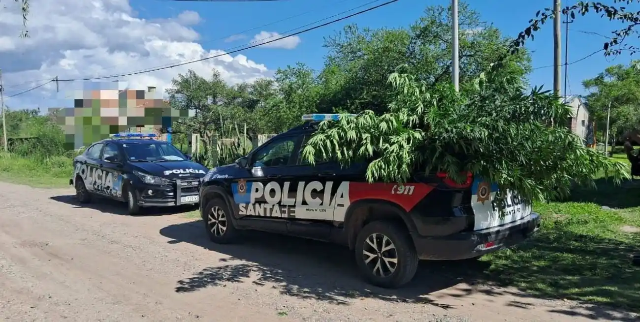 Secuestro de plantas de cannabis en Sauce Viejo. Foto: Gentileza