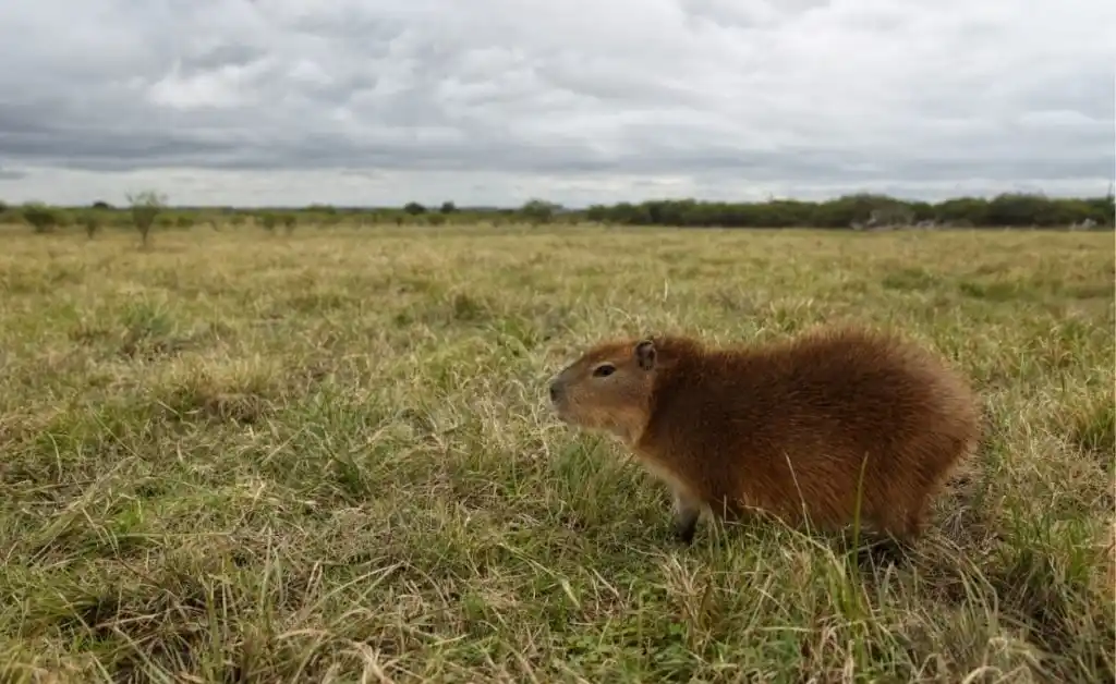Liberaron a una carpincho que fue criada por una familia como mascota