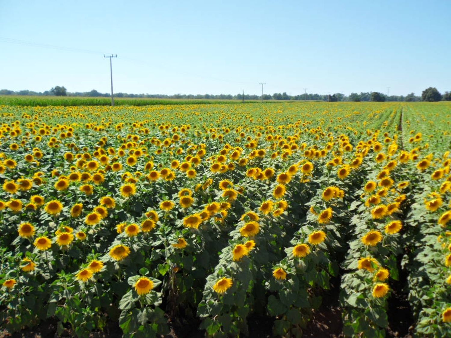 Cosecha de girasol 2018-2019 mantuvo rendimiento y aumentó la producción, informó la Bolsa bahiense