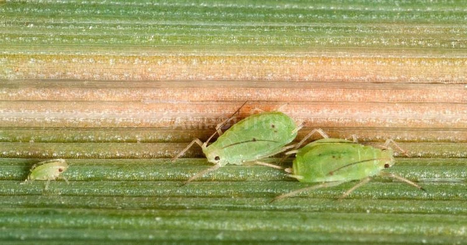 Advierten sobre la presencia de pulgón verde en sorgo