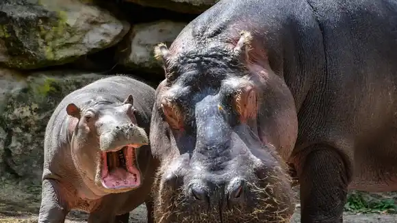 Hipopótamos de Pablo Escobar caminan por la autopista Medellín – Bogotá (+ Video)