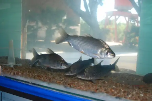 Recorridos guiados por el Acuario Municipal