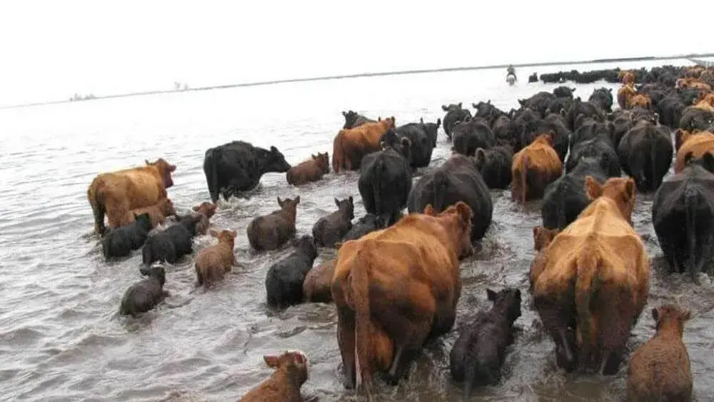 Ante las crecidas por El Niño, ya se evacuaron más de 147.000 cabezas de ganado en cinco provincias