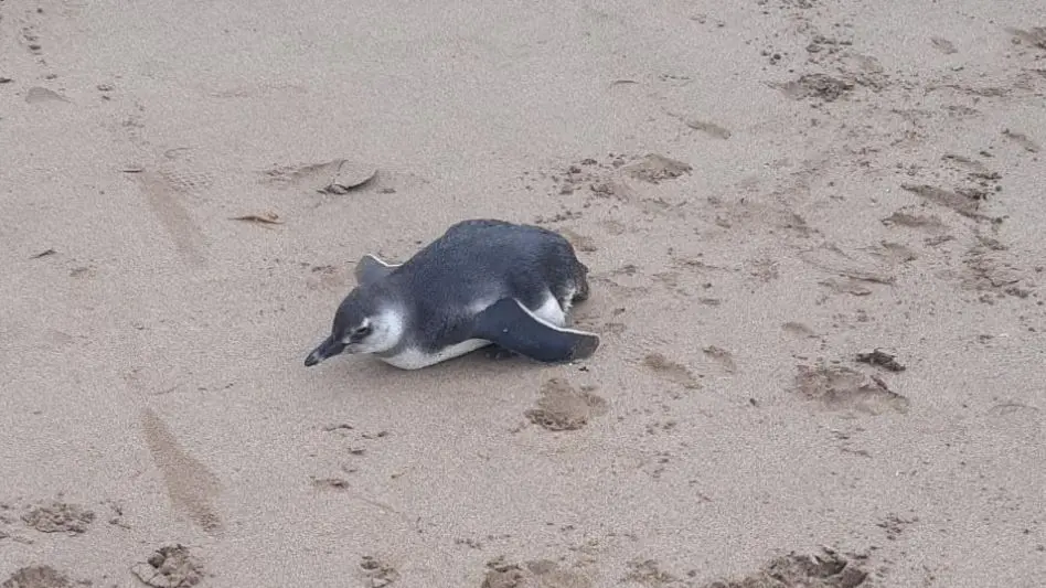 "Nos asustó el estado del Pingüino"