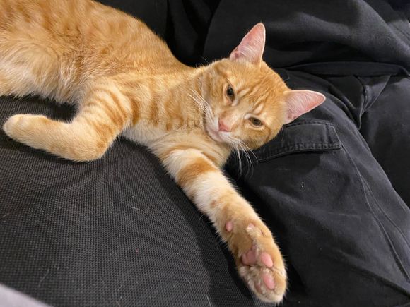 Buscan al pequeño Roni