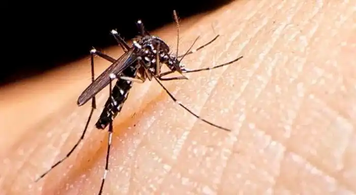 Patio limpio: la colaboración vecinal como eslabón clave para combatir al mosquito