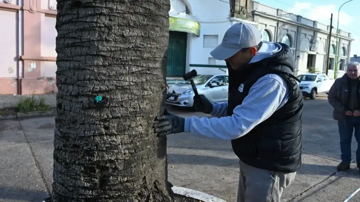 Las palmeras de Rocamora y Primera Junta reciben tratamiento preventivo contra el picudo rojo