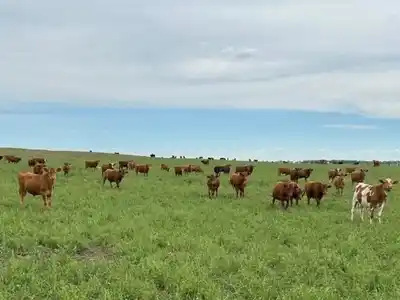 La recomposición de los precios de la hacienda mejora las perspectivas del negocio
