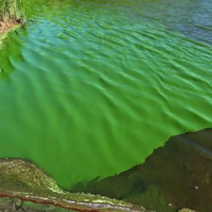 Alerta por el agua verde en Buenos Aires: ¿Qué son las algas cianobacterias?
