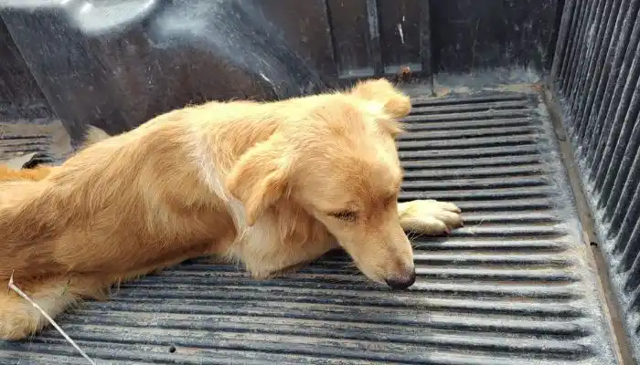 Encontraron un perro camino a Vuelta de Obligado