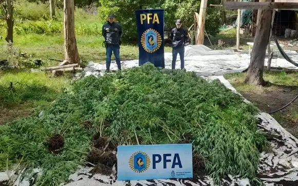 Chascomús: Se conocieron detalles del allanamiento realizado por la Policía Federal donde se secuestraron más de 800 plantas de marihuana