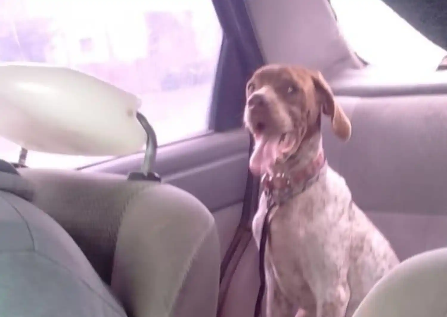 Perro perdido: sus dueños lo buscan