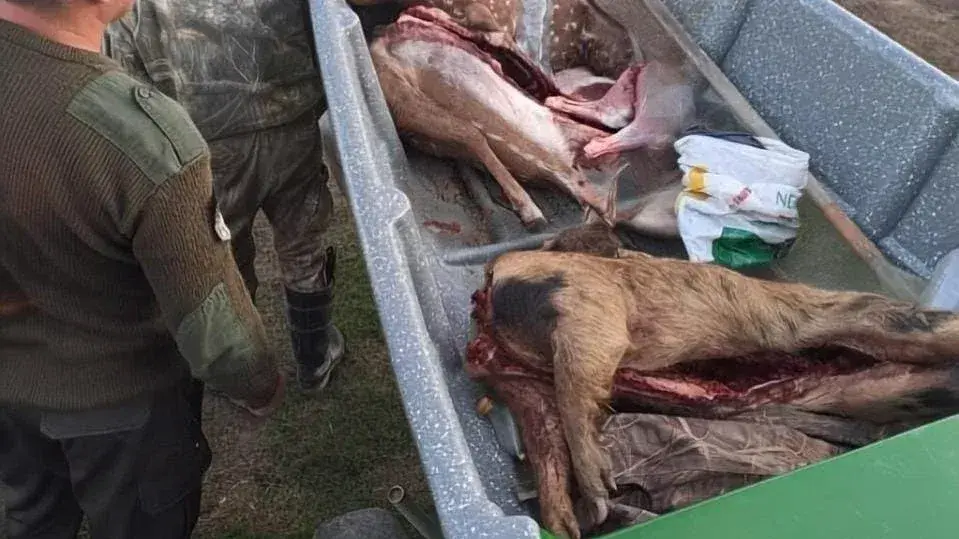 Los Pumas secuestraron ciervos axis y un chancho cimarrón durante un control en San Javier