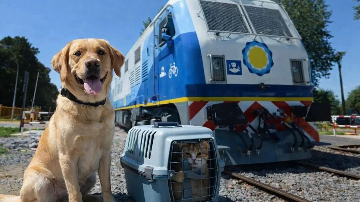 Trenes Argentinos habilitó el traslado de perros y gatos domésticos en el servicio ferroviario.