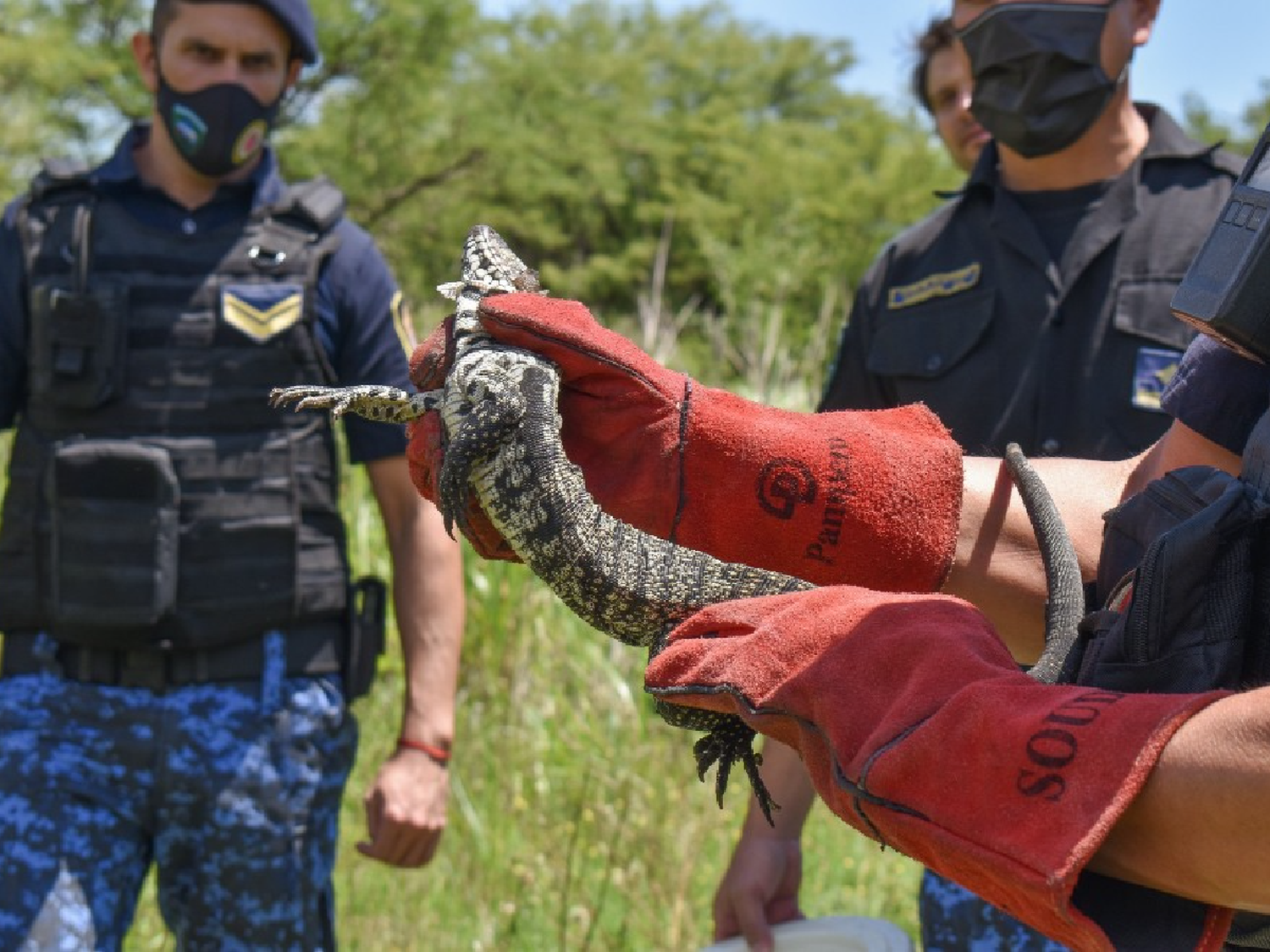 En 2020 rescataron más  de 1000 animales silvestres