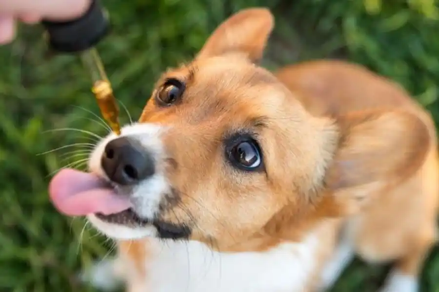 Veterinarios explicaron los alcances de la venta de medicamentos en farmacias