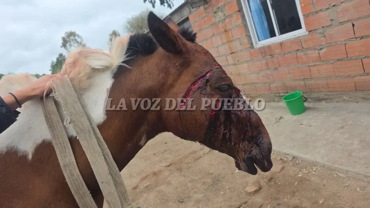 maltrato animal - 1