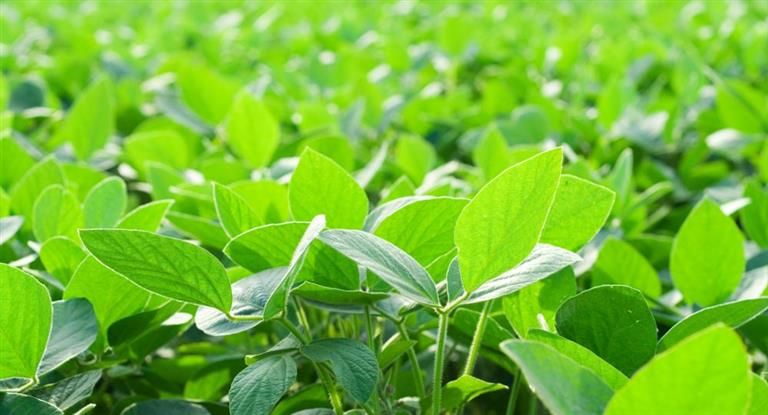 Soja de primera: a pesar del clima, se frenaron las enfermedades y plagas