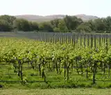 Se derogaron casi mil normas del Instituto Nacional de Vitivinicultura (INV).