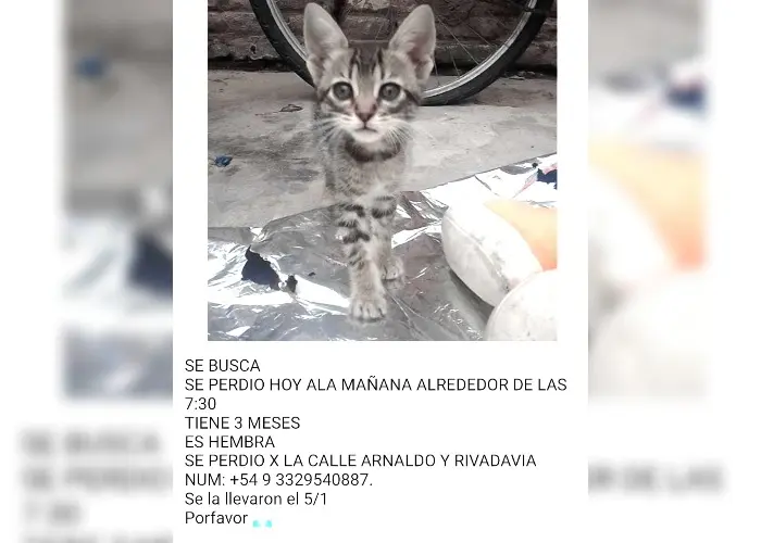 Se perdió en Arnaldo y Rivadavia