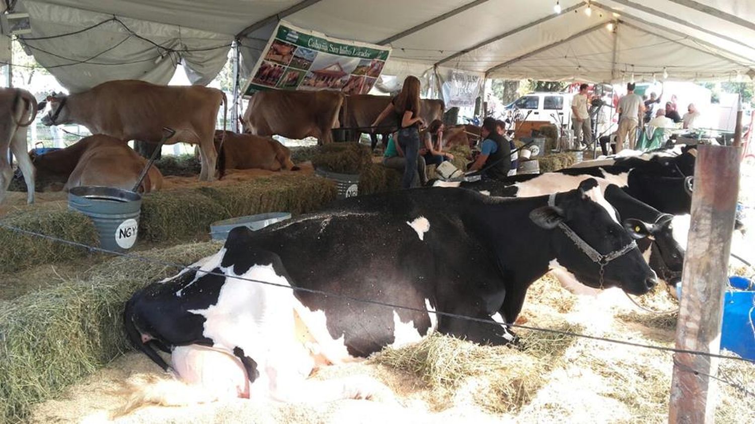 Se aproxima la XVI Fiesta Provincial de la Leche