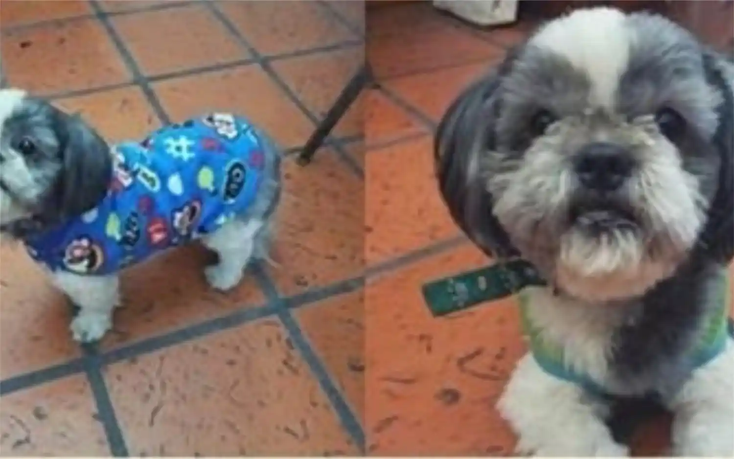 Lomas de Zamora: Se perdió un perrito y ofrecen recompensa para encontrarlo