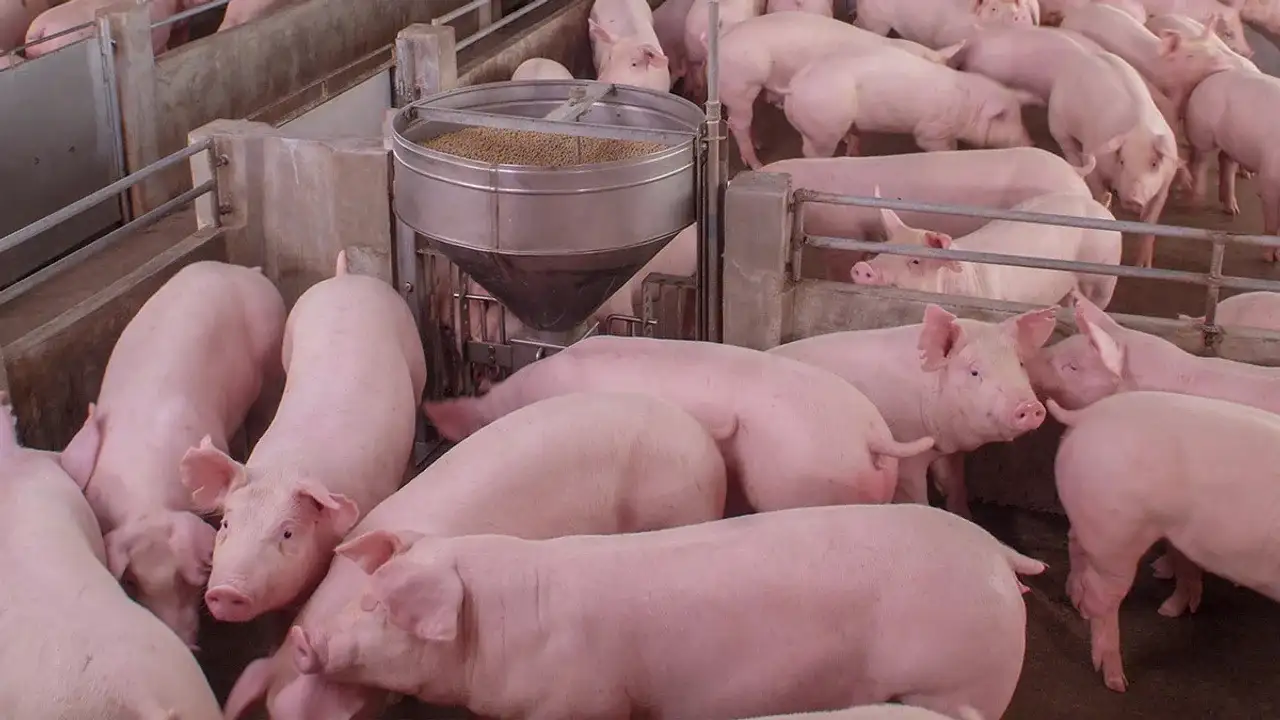 El sector porcino crece como sustituto de la carne vacuna