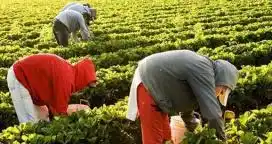 Deberán fomentar la producción agroecológica en Paraná