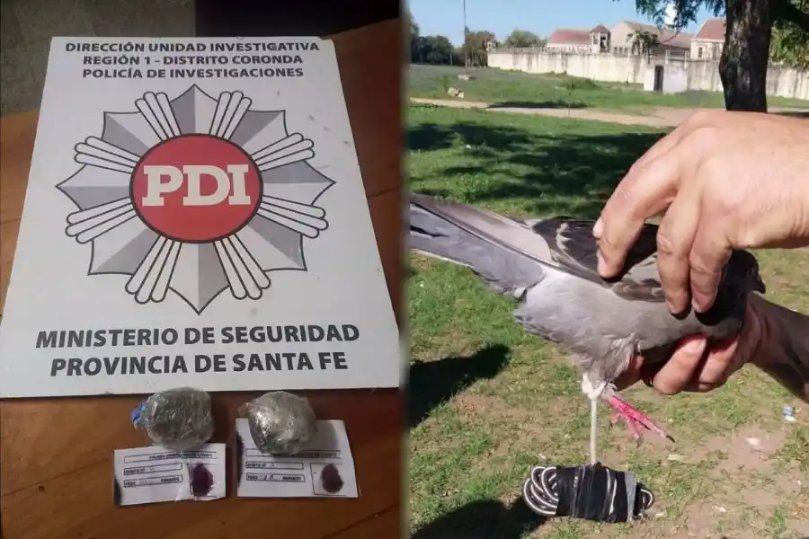 Cárcel de Coronda: quisieron ingresar marihuana con una paloma mensajera 