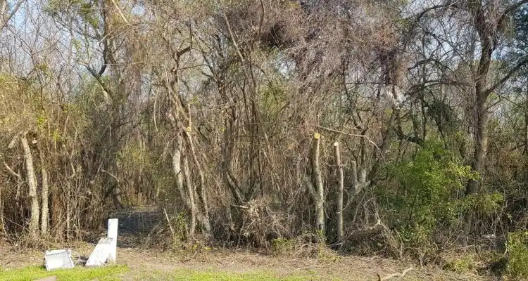 Vuelta de Obligado: aunque está prohibido, hubo “poda” en la Reserva Natural