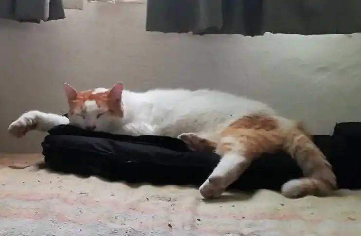 Apareció el gato llamado “Bebé”