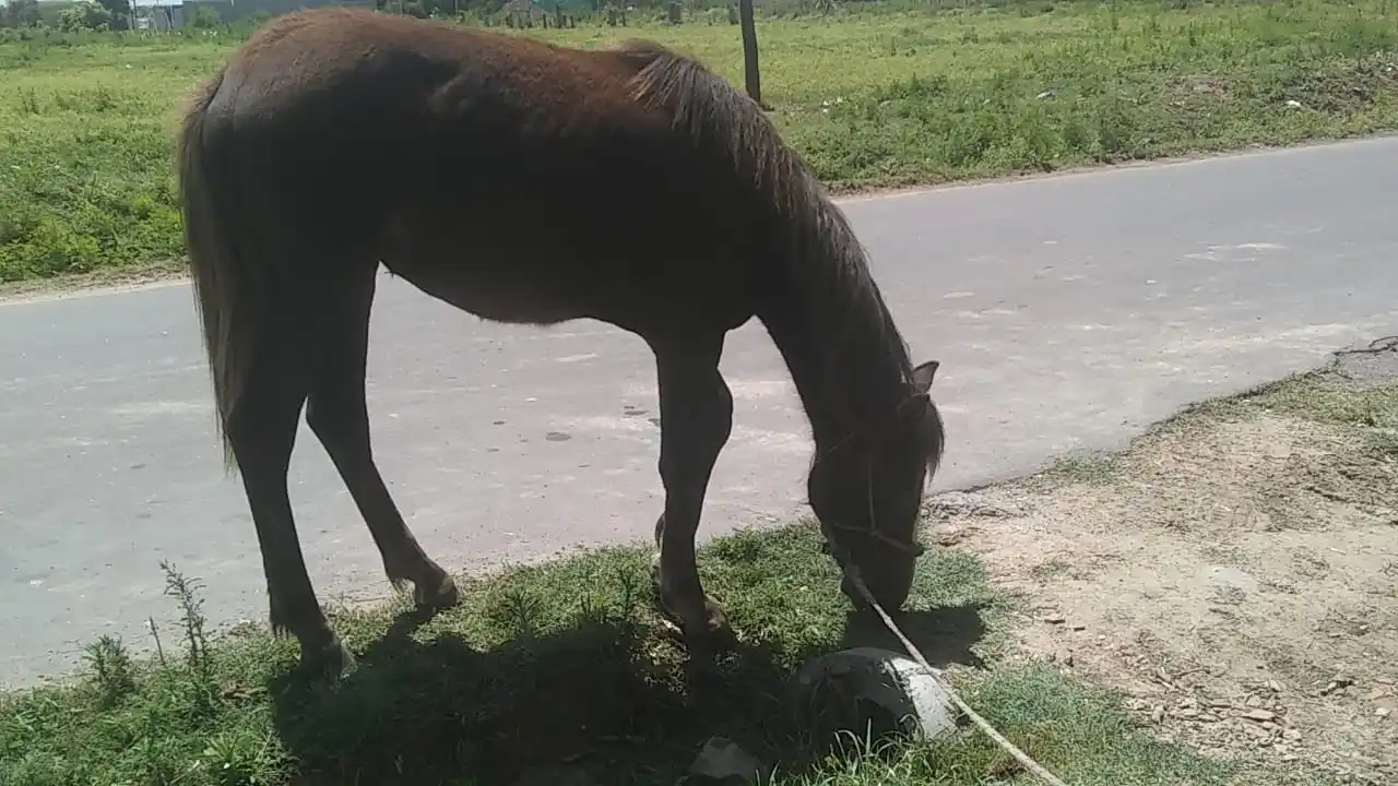 Busca a su potranquita