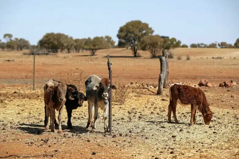 Murieron 80 vacunos por falta de agua en un campo de Federal