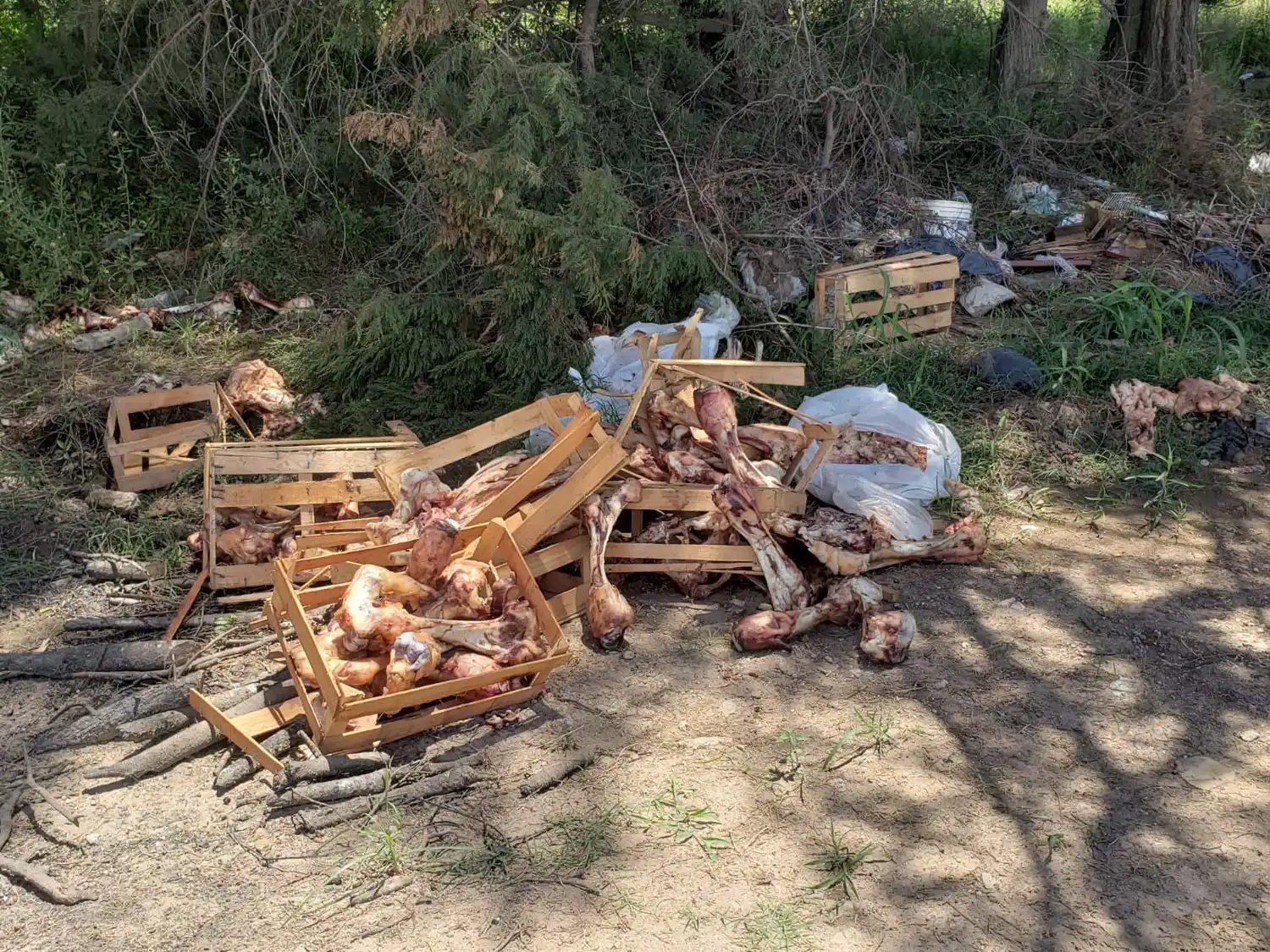 Reclamo: “Tiran huesos de faena”