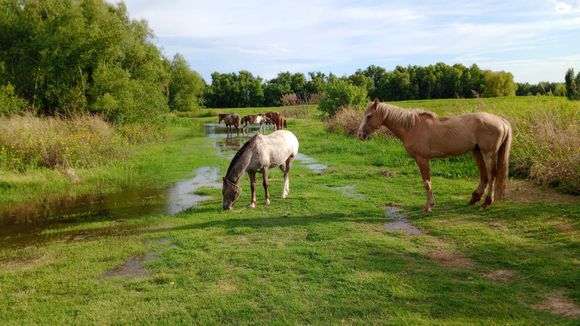Invasión de caballos en San Pedro: están en todas partes
