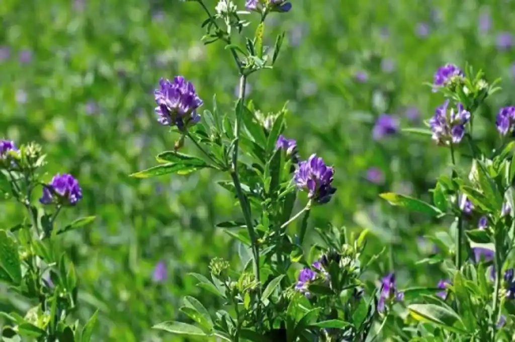 De la alfalfa al queso, buscan superar deficiencias alimenticias de selenio