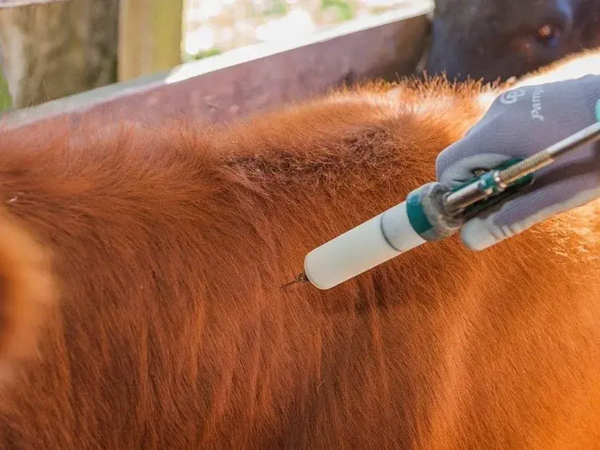 El SENASA amplió las alternativas de vacunación contra la brucelosis bovina