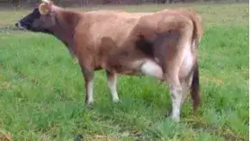 CAMPO Y CHACRA - 1