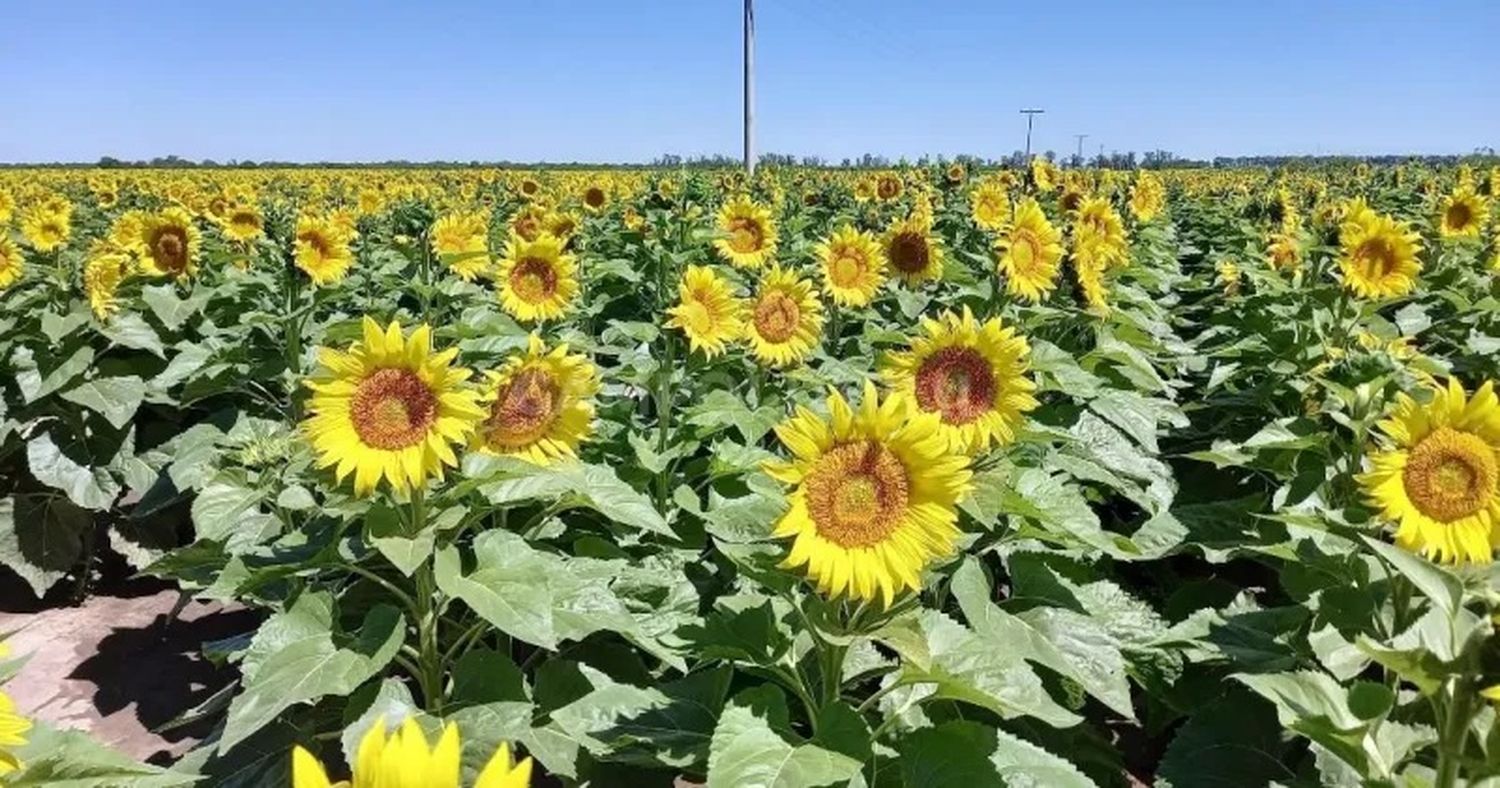 Girasol en el centro norte del departamento General Obligado.