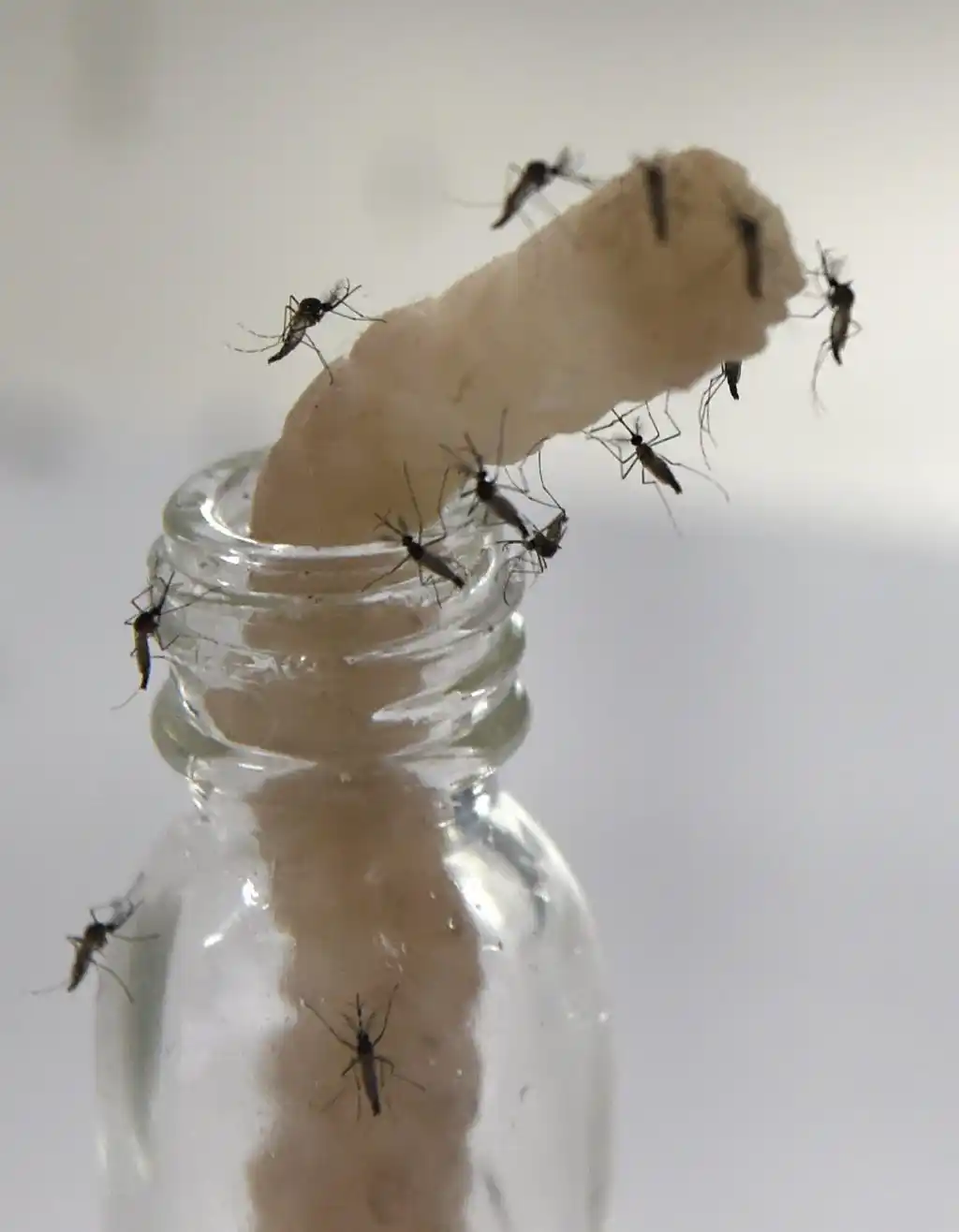 Todo sobre cómo prevenir y controlar el Dengue