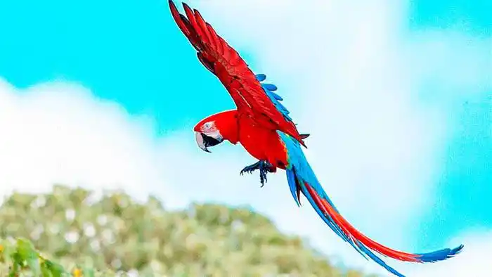 Vuelan en Corrientes  guacamayos rojos: Estaban extintos hace más de 170 años