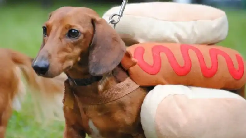 Habrá concursos del mejor disfraz y mejor look.